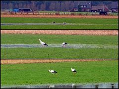 Weißstörche überwintern in Olfen