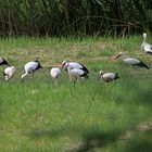 Weißstörche -Versammlung zur Futtersuche-