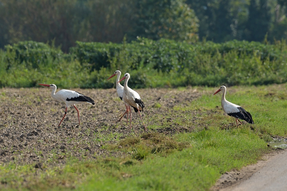 Weißstörche: Vier Wandervögel