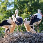 Weißstörche - voll belegtes Nest ........