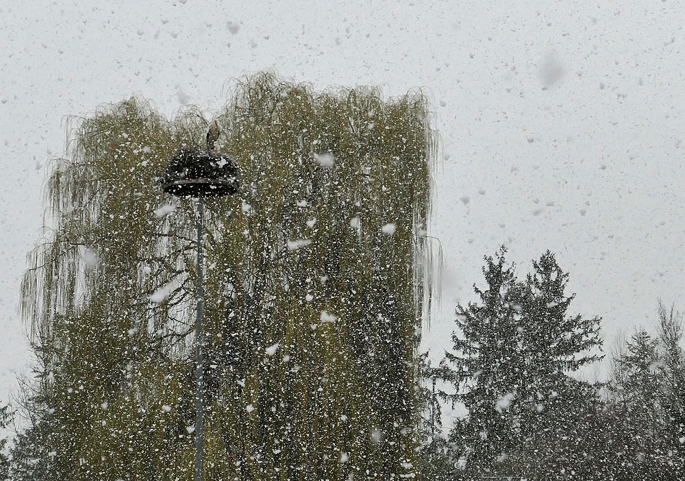 Weißstörche: Wetterresistent