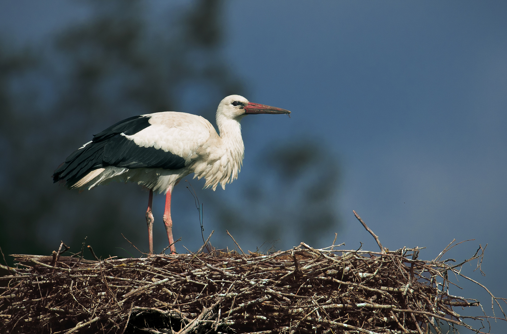 Weißstorch