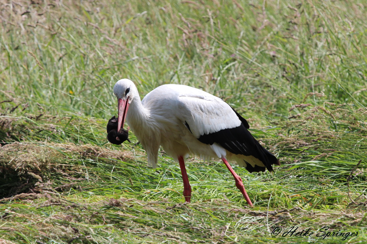 Weißstorch