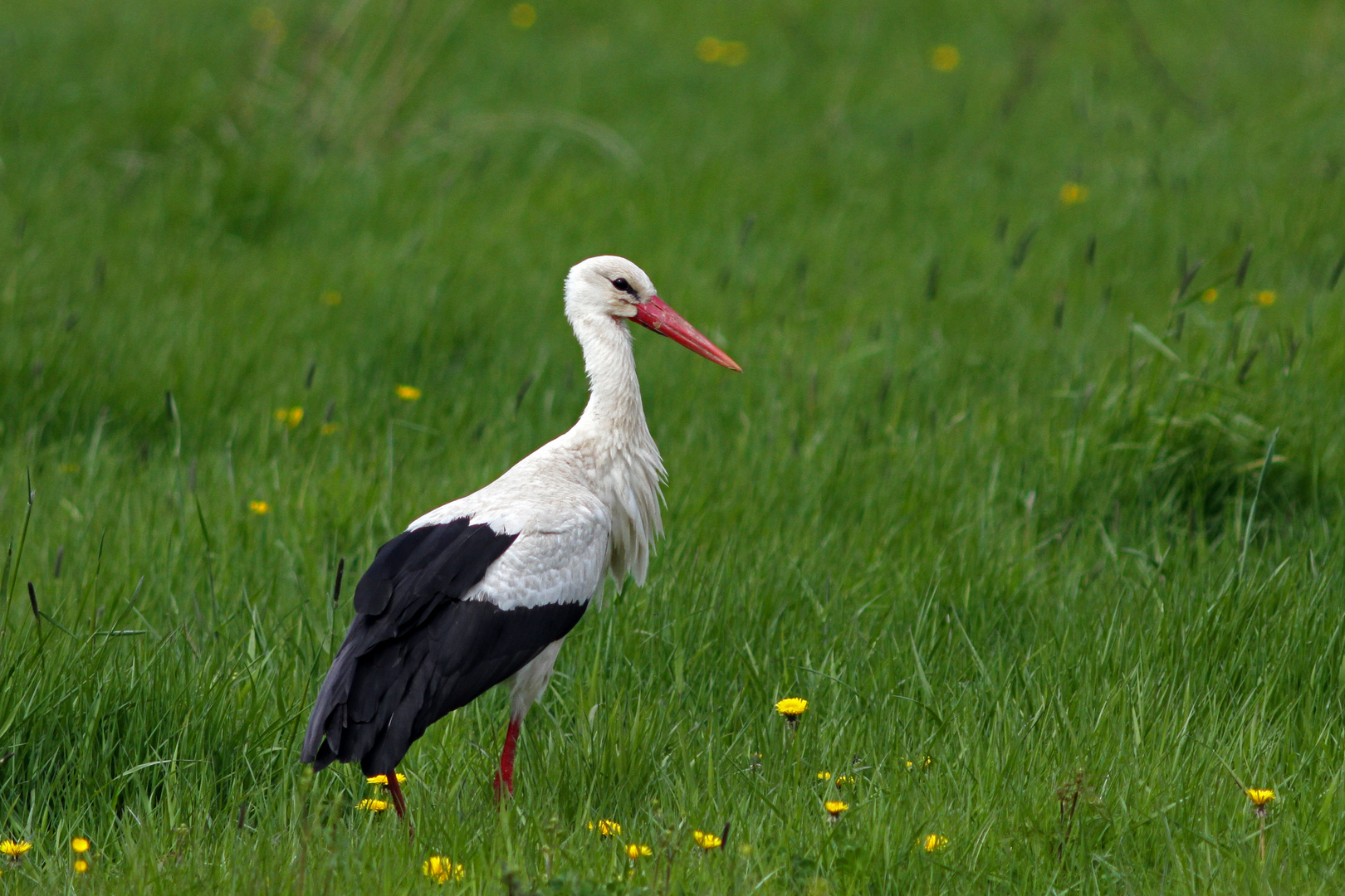 Weißstorch