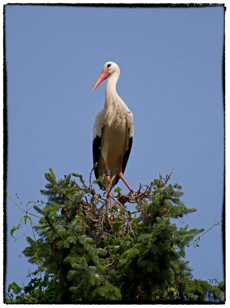 Weißstorch