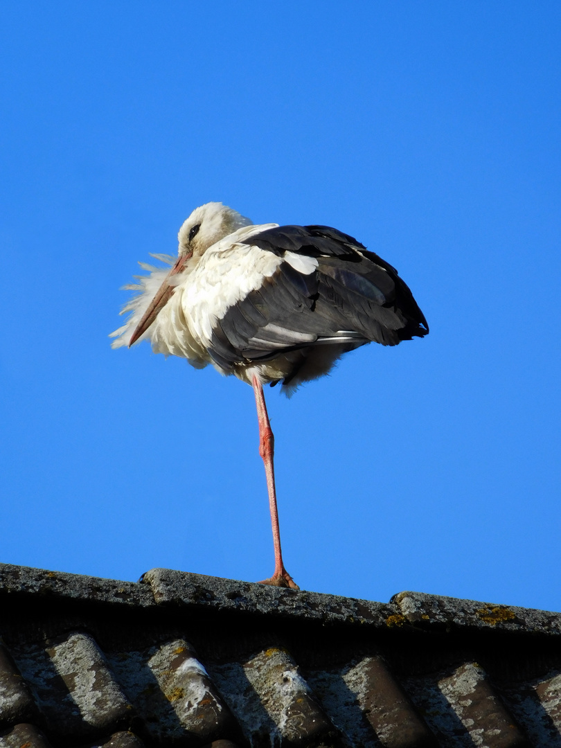 Weißstorch