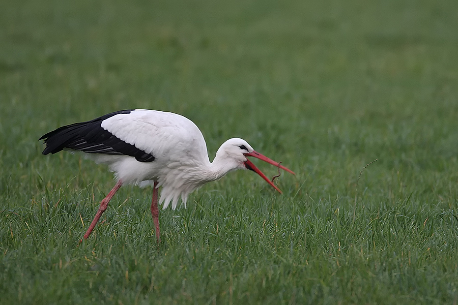 Weißstorch