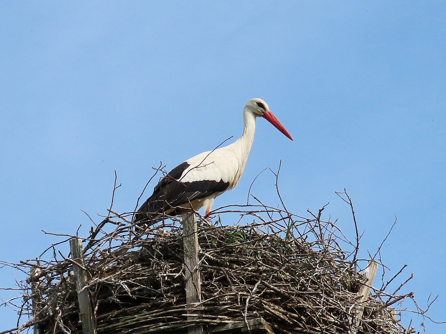 Weißstorch 1 (17.05.2022)