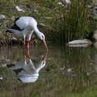 Weissstorch 1