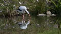 Weissstorch 1