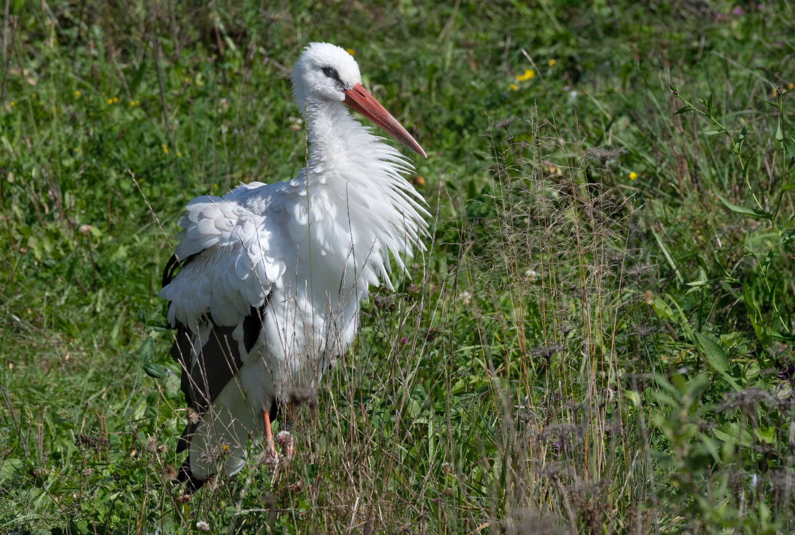 Weissstorch 1