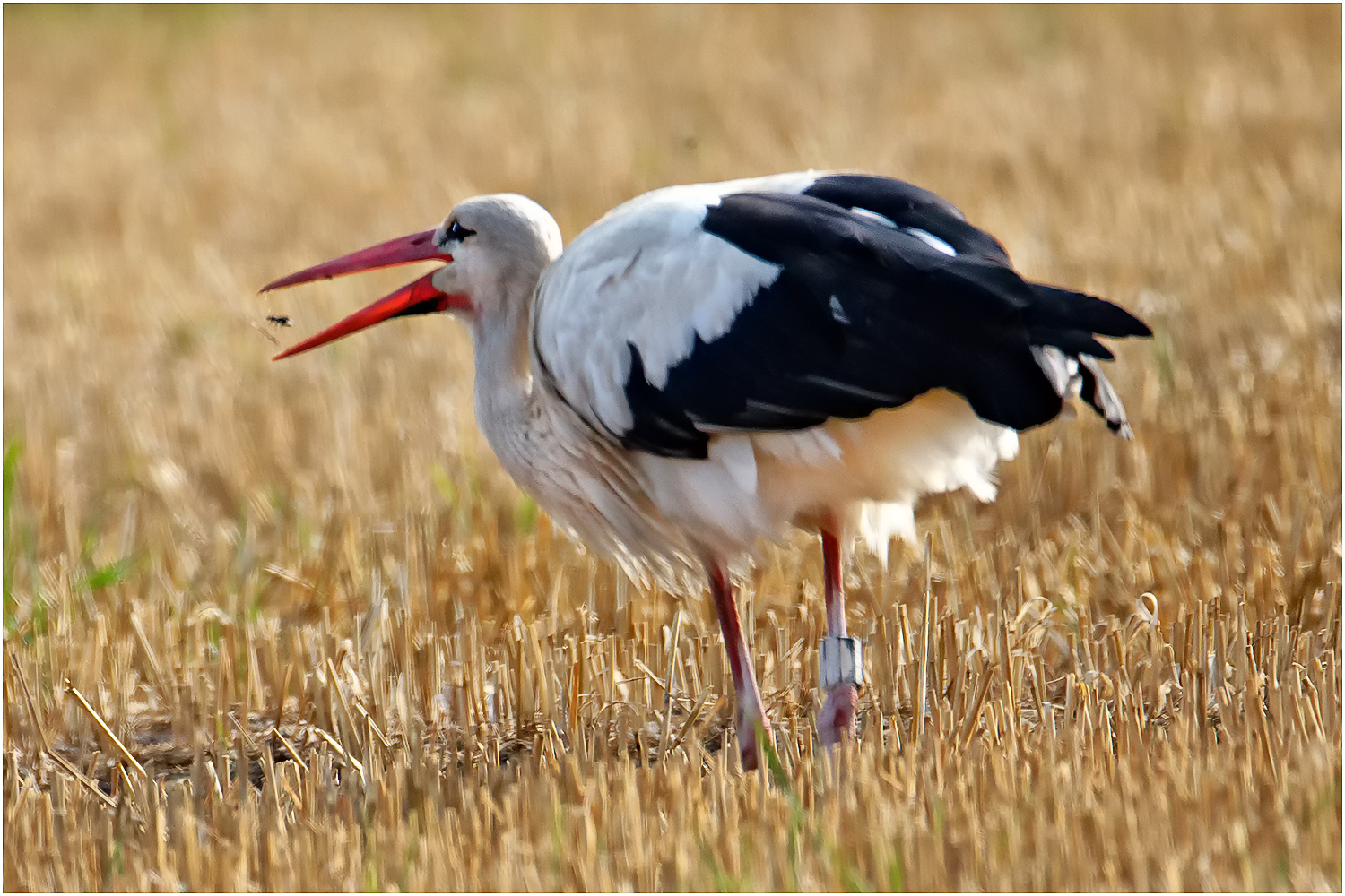 Weißstorch