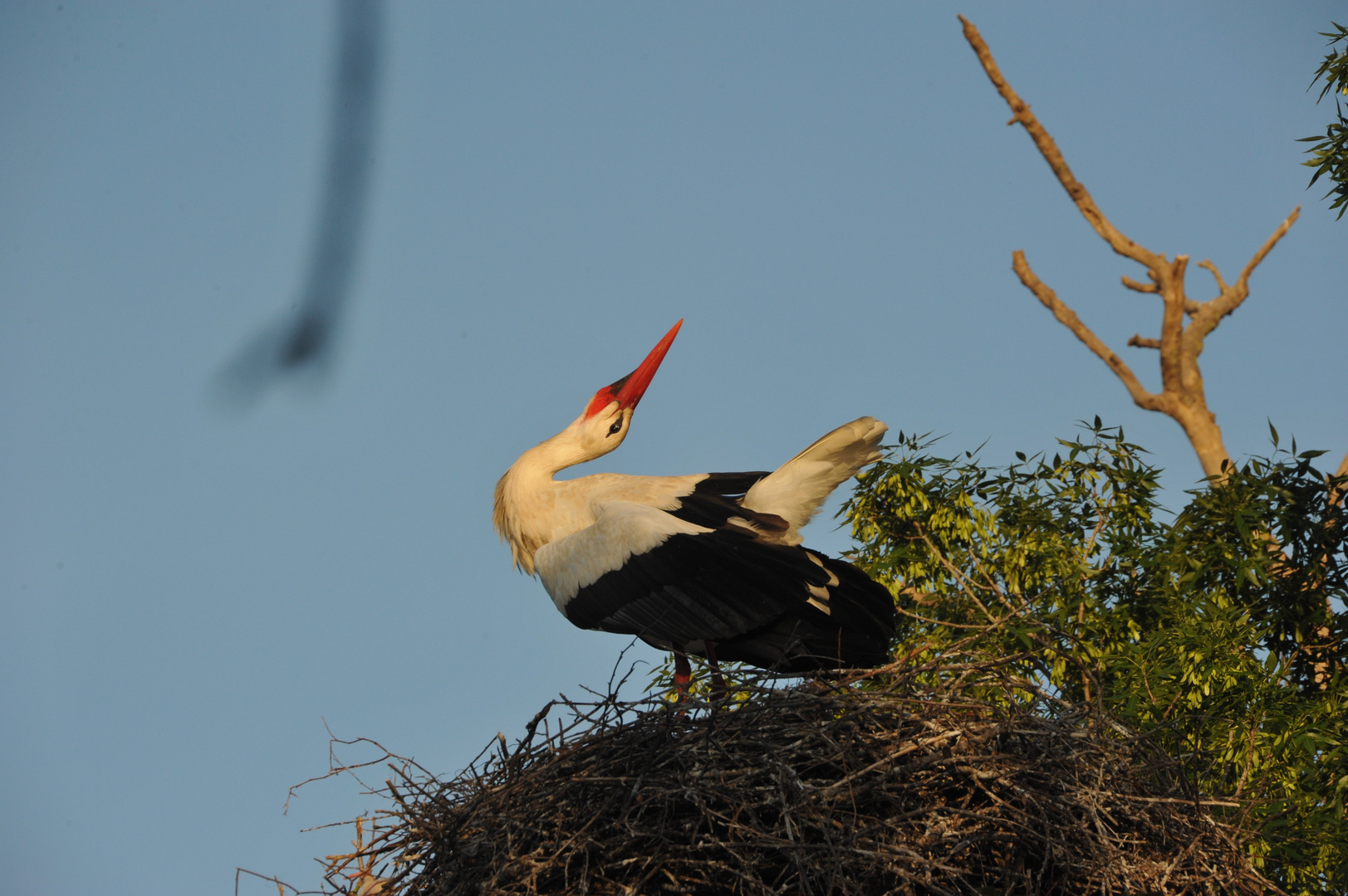 Weissstorch