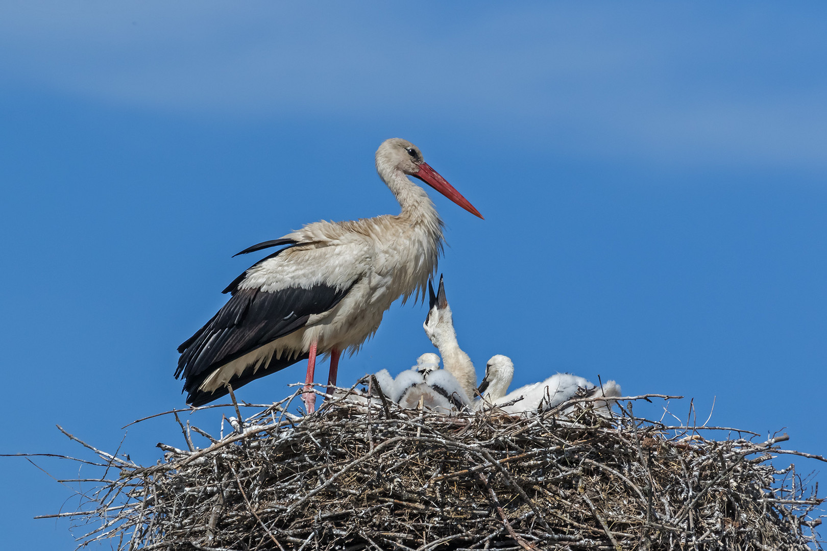 Weißstorch