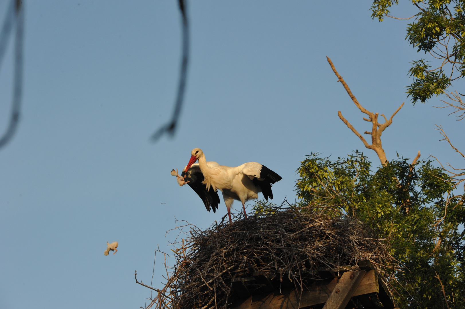 Weissstorch