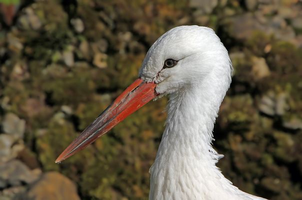 Weissstorch ..