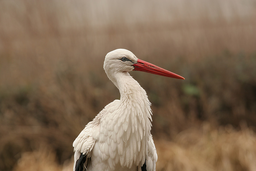 Weißstorch