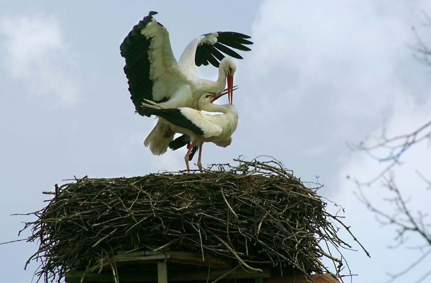 Weißstorch..