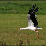 Weißstorch #2 - Abflug