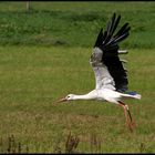 Weißstorch #2 - Abflug