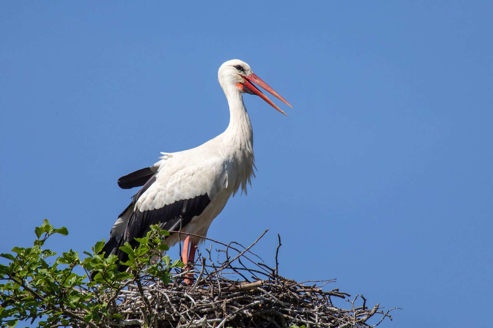 Weißstorch (2)