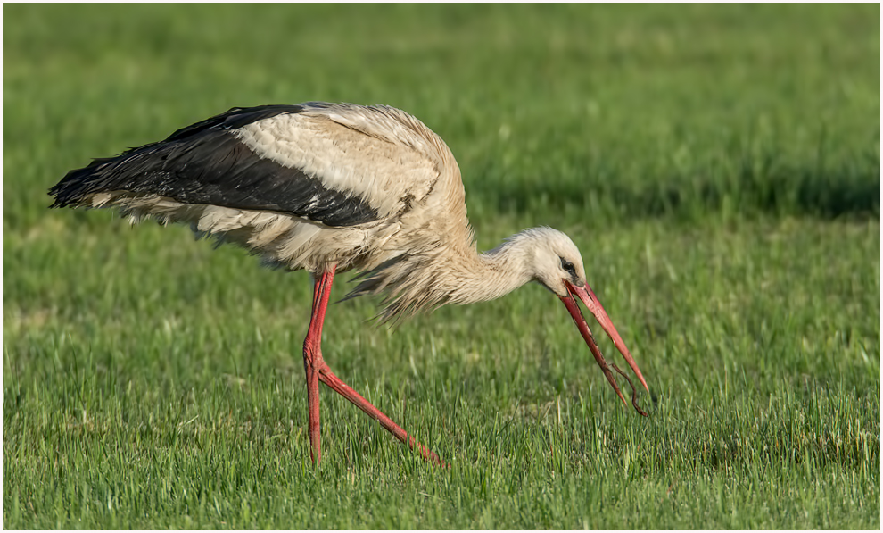 Weißstorch