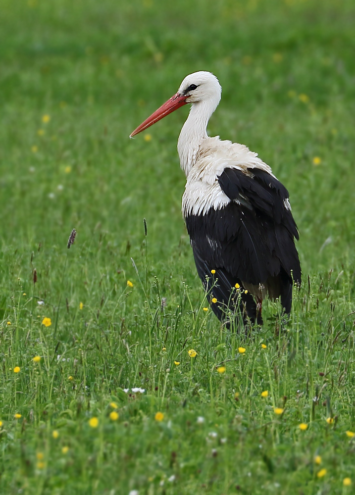 Weißstorch