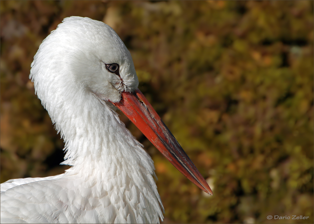 Weissstorch