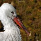 Weissstorch