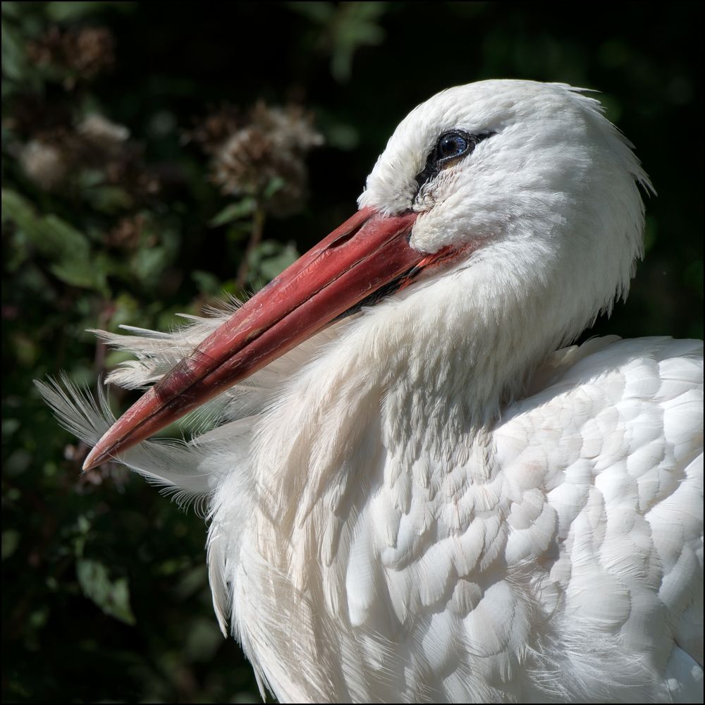 Weissstorch