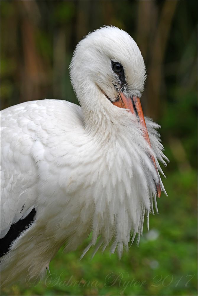 Weißstorch