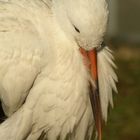 Weissstorch