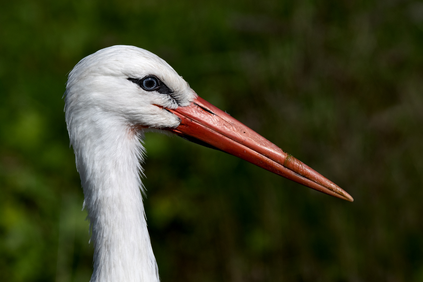 Weissstorch 3