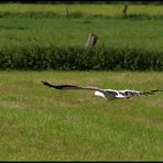Weißstorch #3 - Gleitflug über die Wiese