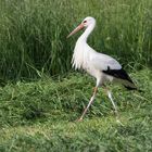 Weissstorch