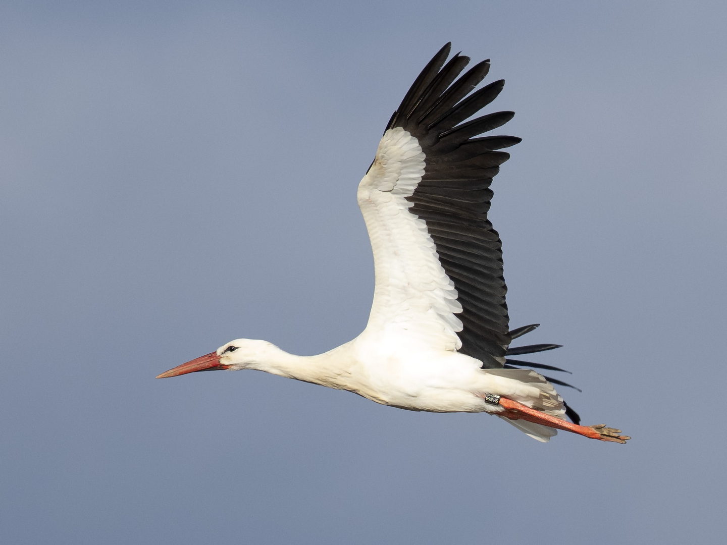 Weissstorch