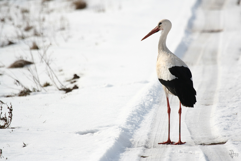 WEISSSTORCH