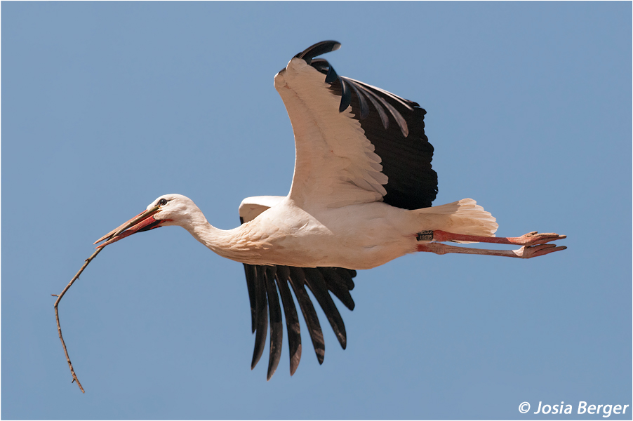 Weissstorch