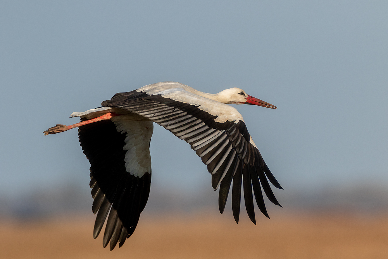 Weissstorch