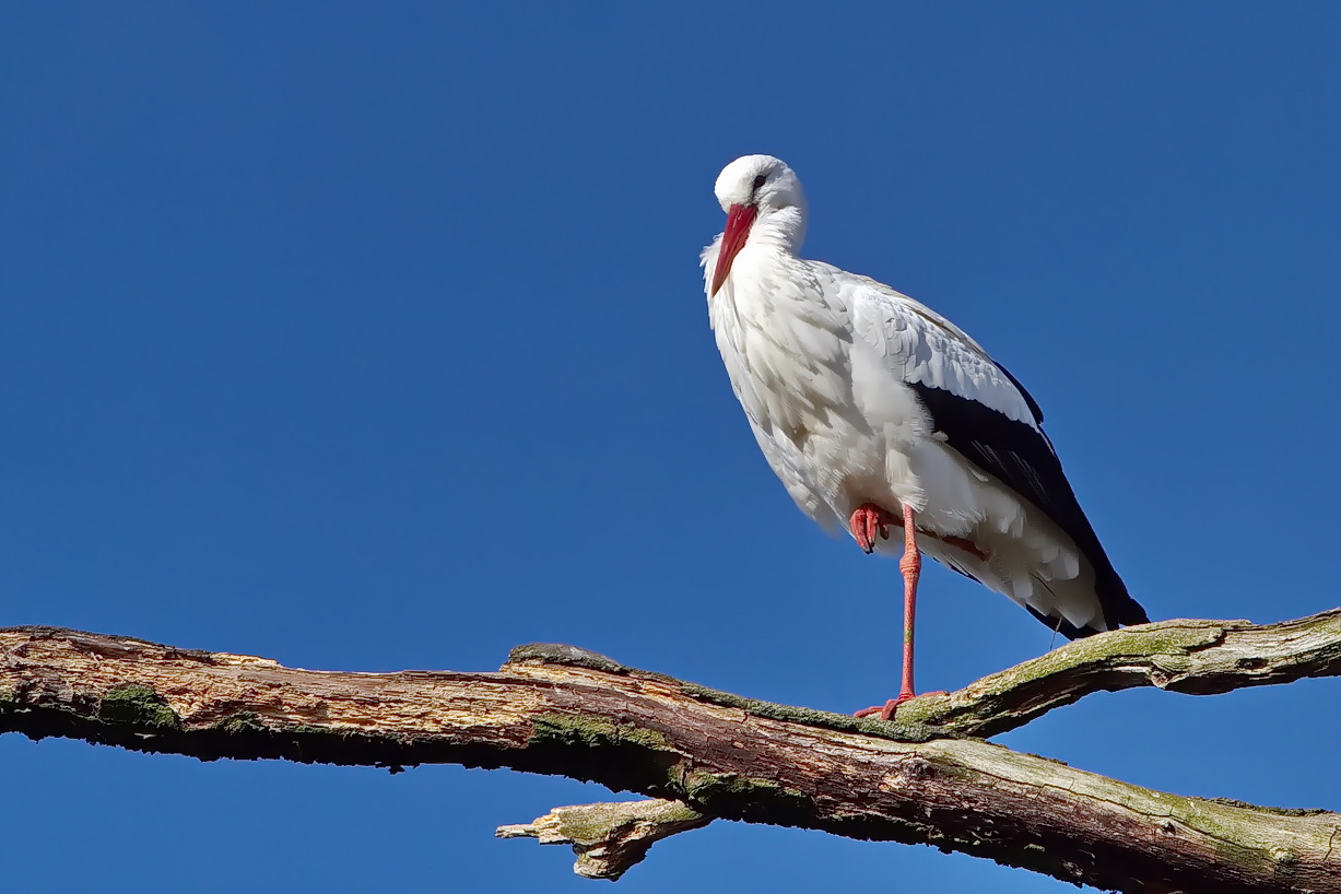 Weißstorch