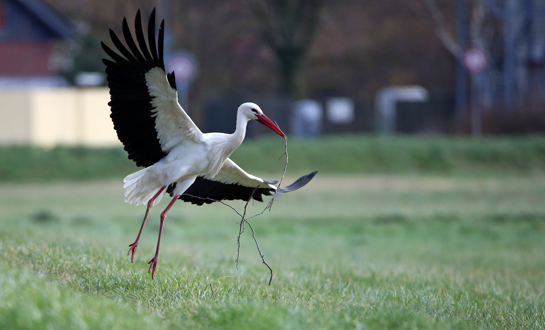 Weißstorch