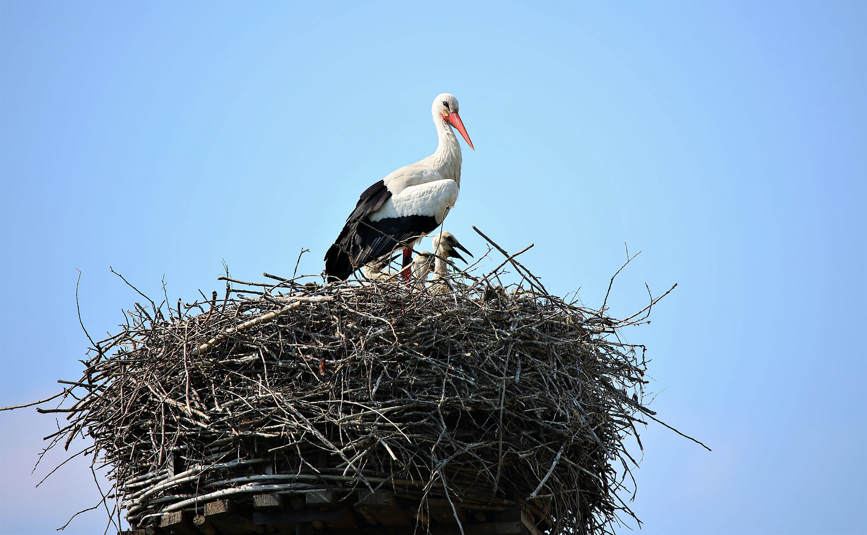 Weißstorch