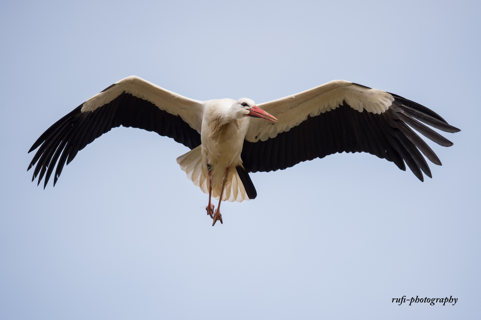 Weissstorch