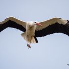 Weissstorch