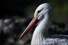 Weissstorch