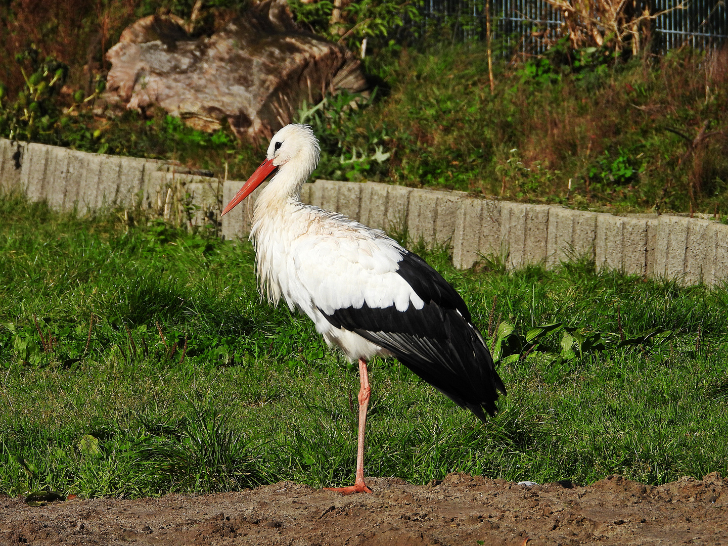 Weißstorch