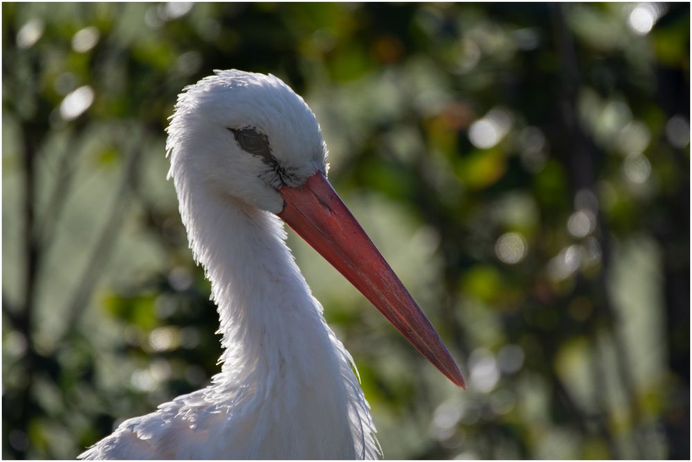 Weissstorch 4