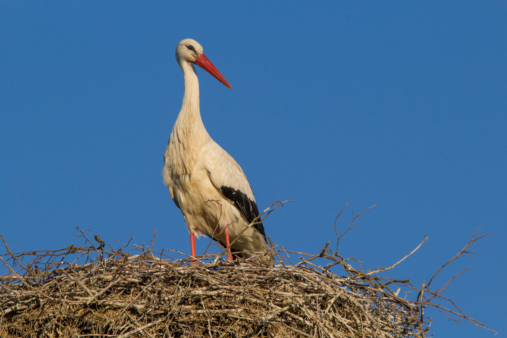 Weißstorch