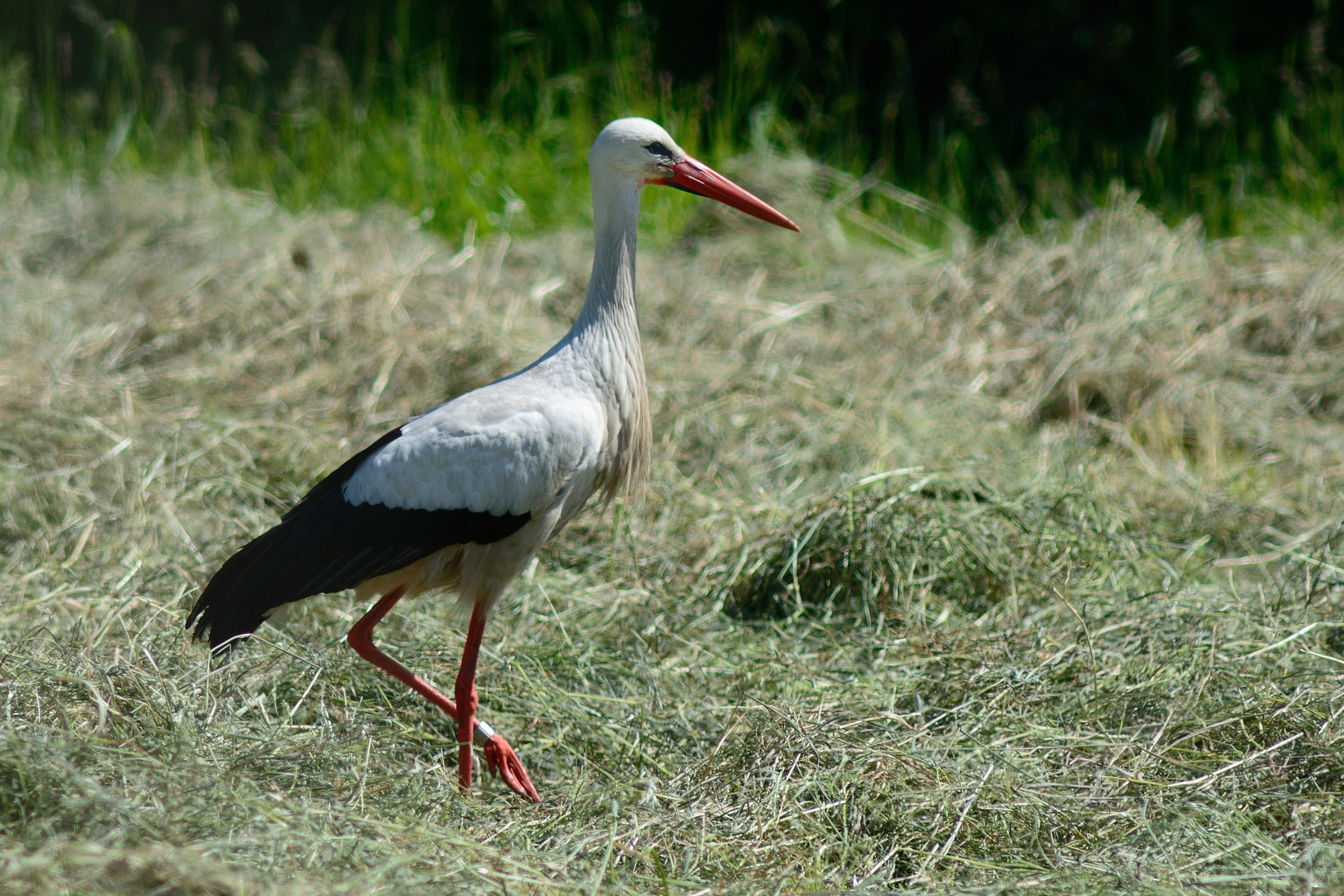 Weißstorch