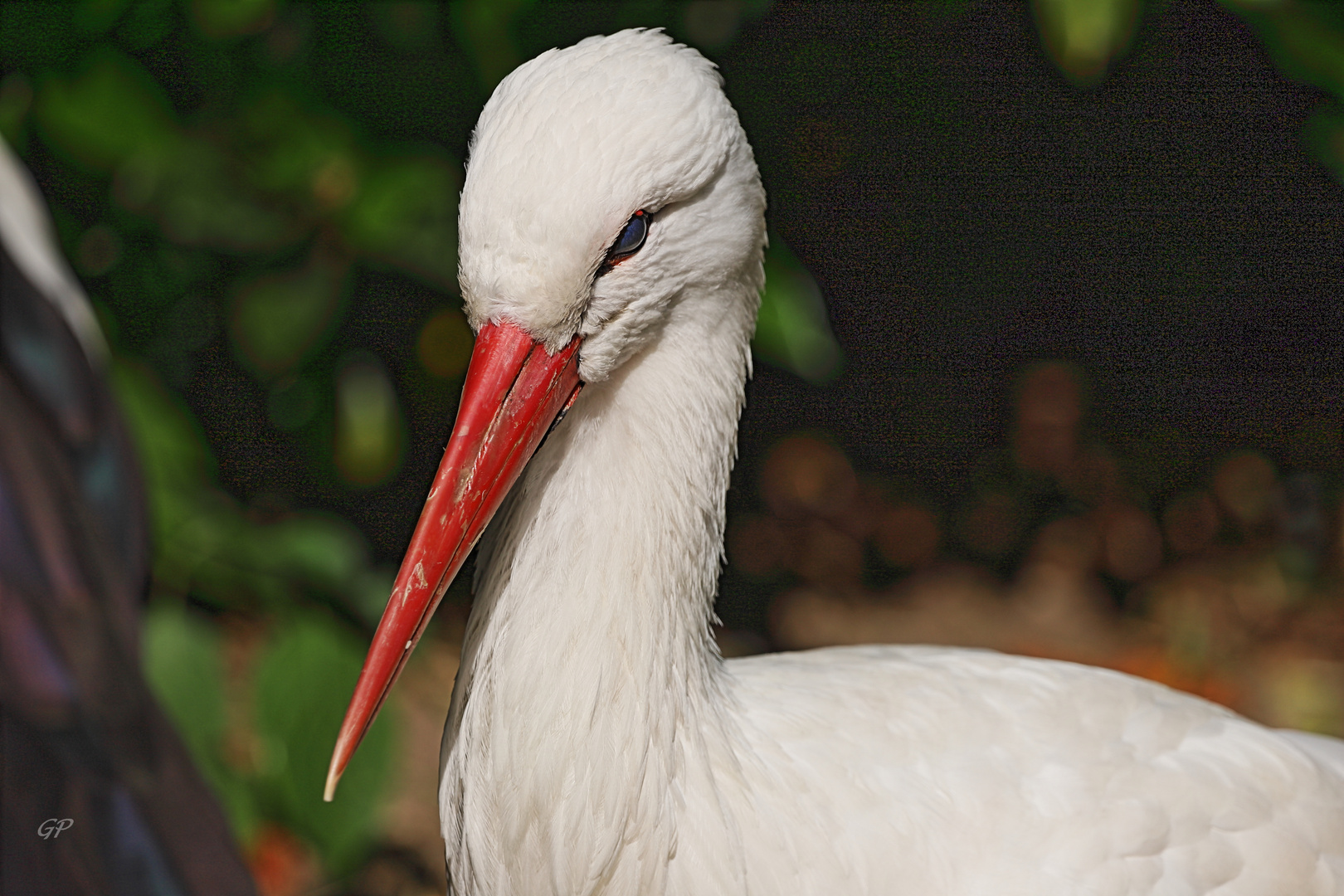 Weißstorch